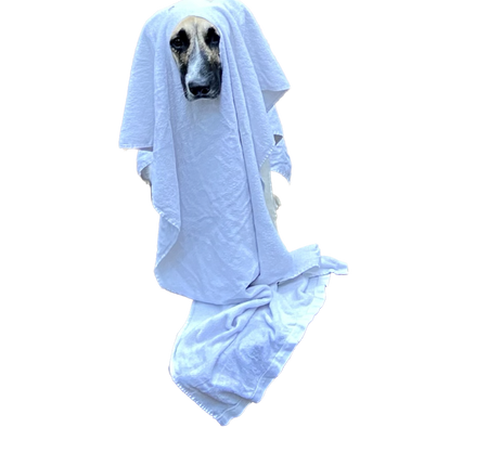 A floating dog dressed as a ghost in a white coat